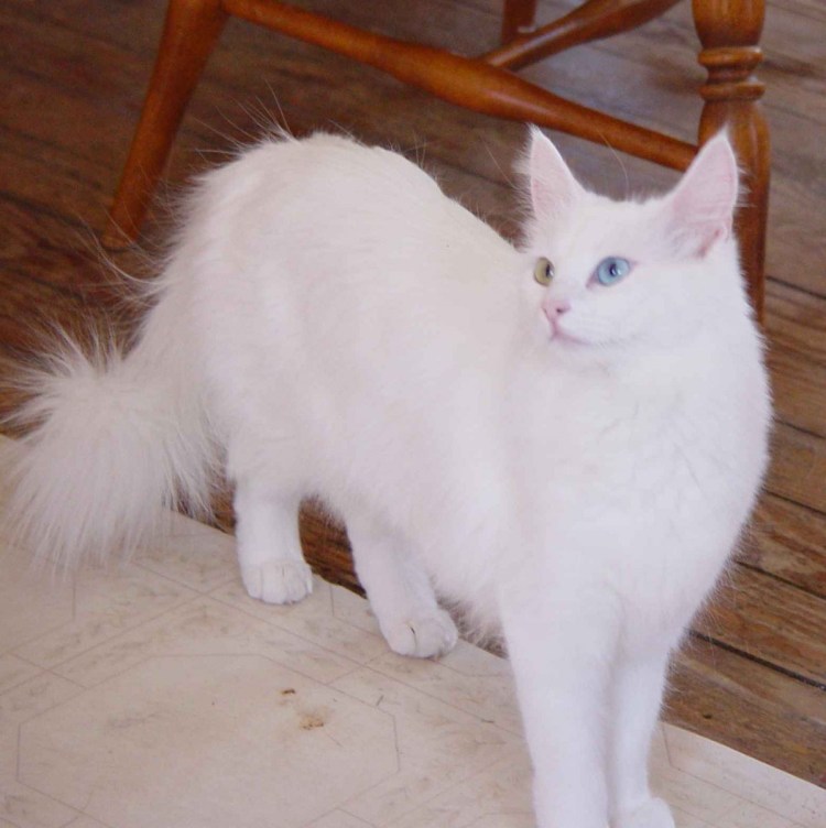 Ангорская кошка