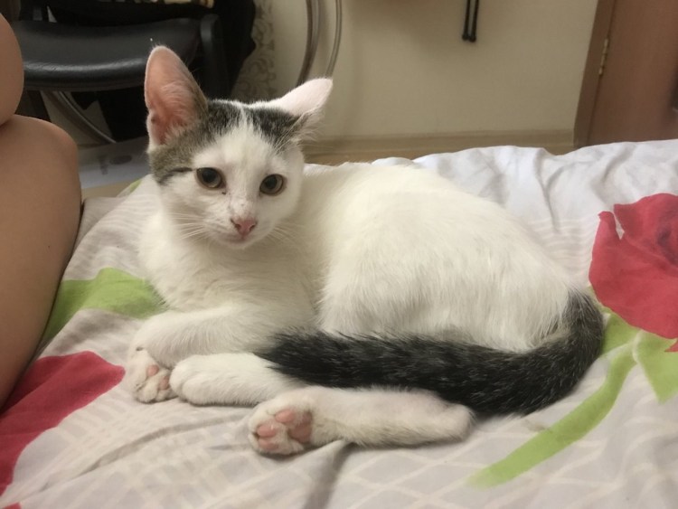 Бобтейл котенок белый