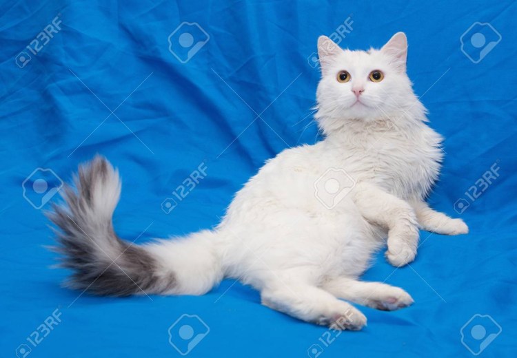 Серо белый полосатый кот