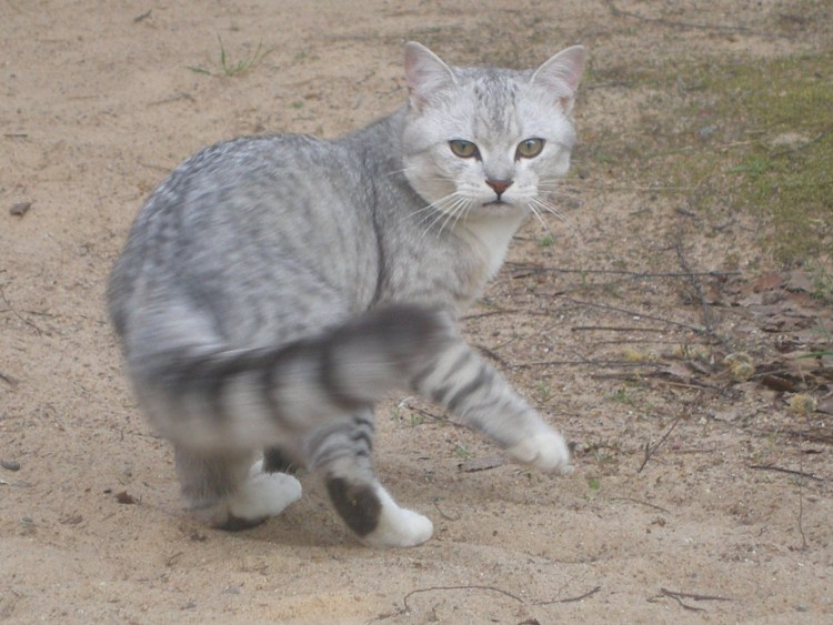 Кот на бревне