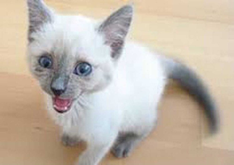 Длинношерстные Коби