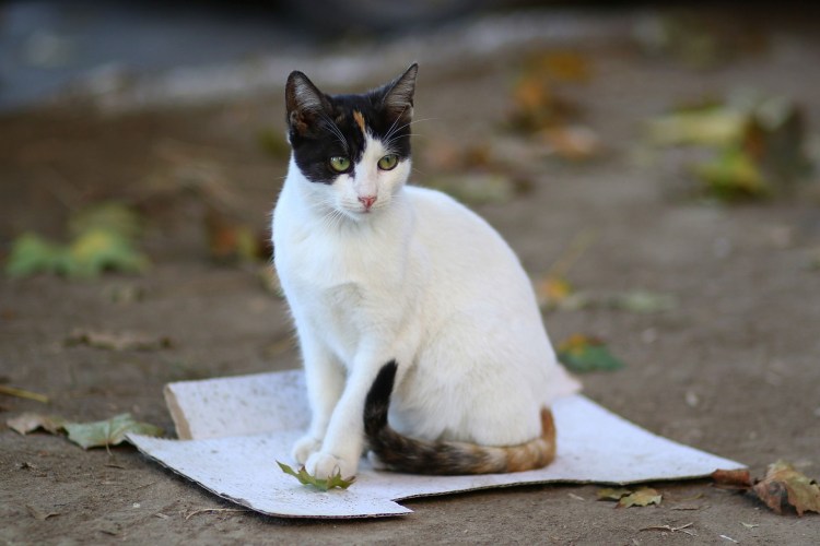 Черный кот с белыми ушками