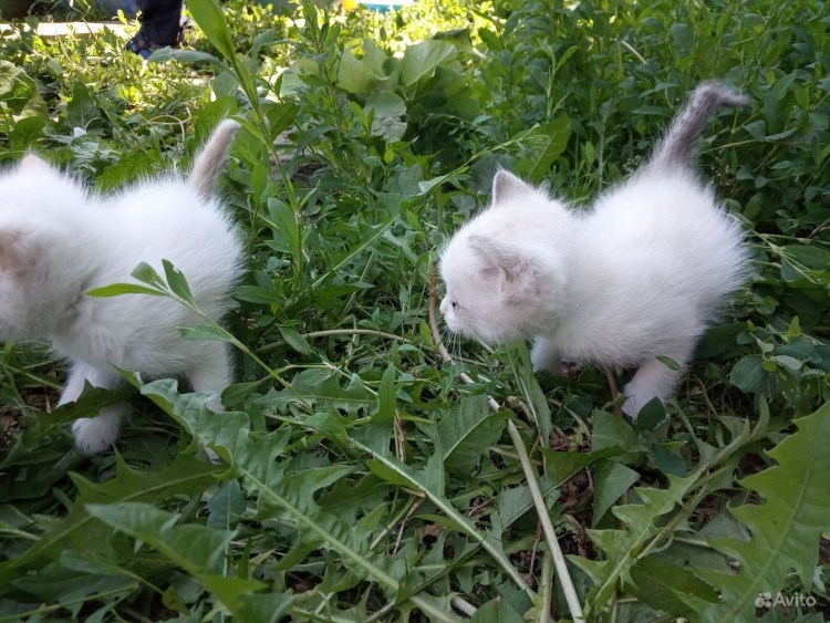 Белая кошка с серым хвостом