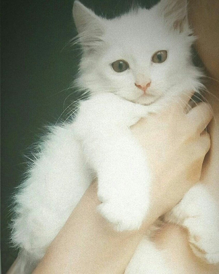 Турецкая ангора белая