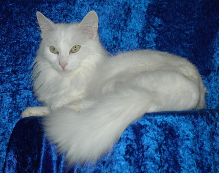 Порода котят с серыми ушками, хвостом и носом