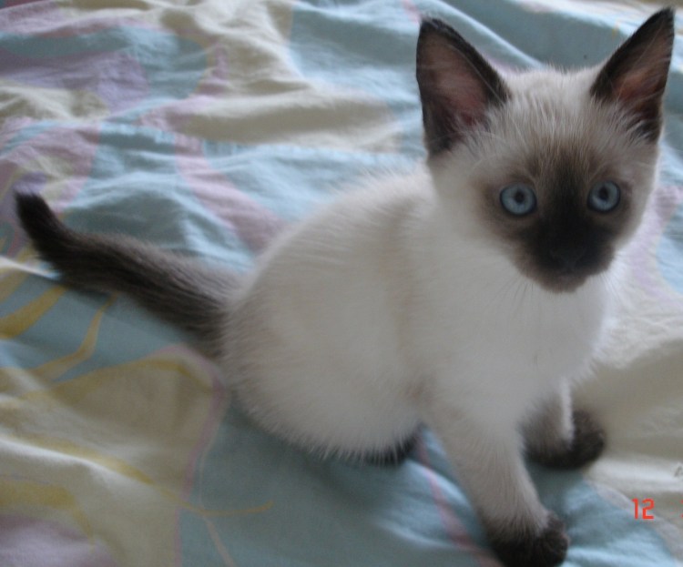 Дымчатый колор Пойнт