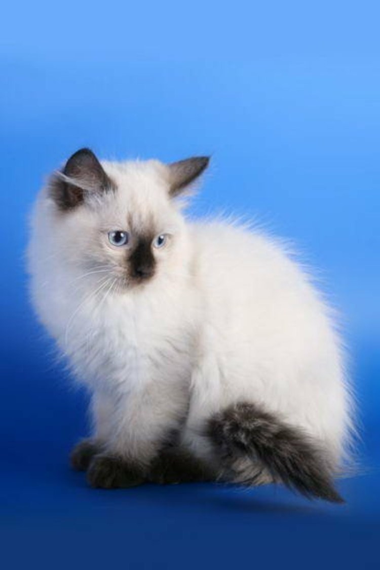 Сиамская ангорская кошка