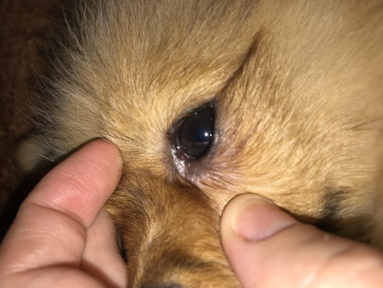 РКФ метрика щенка немецкой овчарки