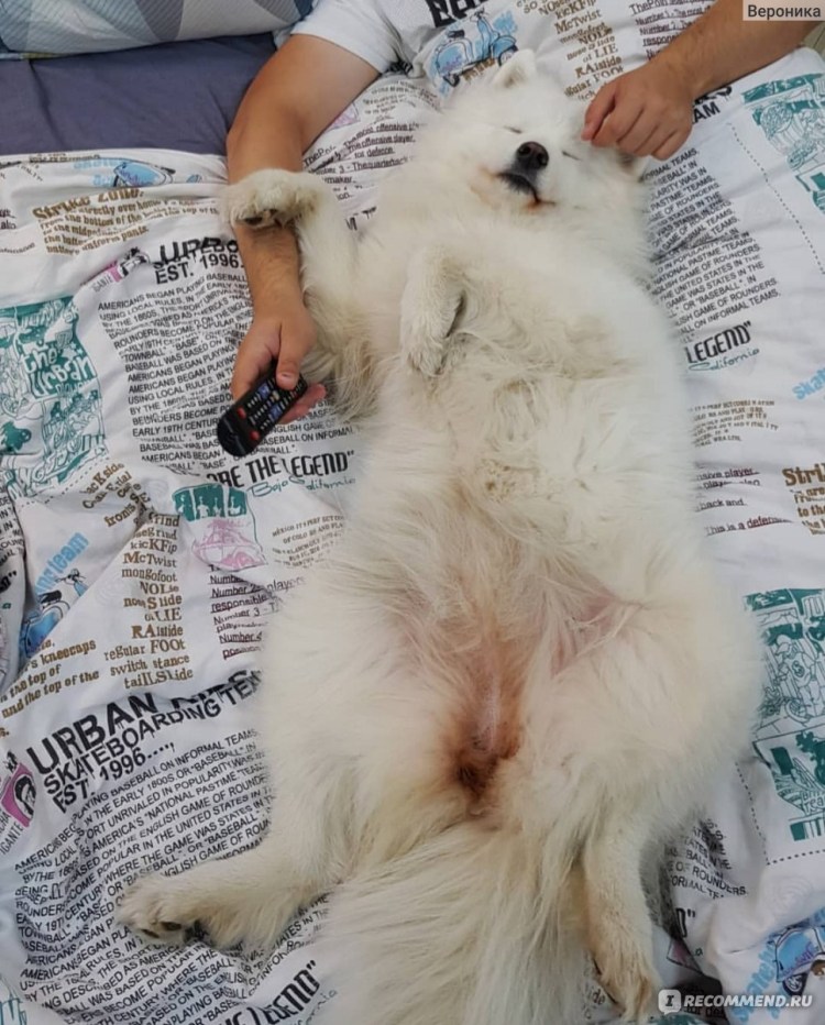 Живот самоеда