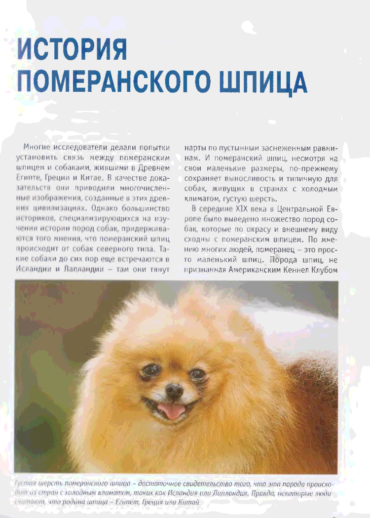 Шпиц какает