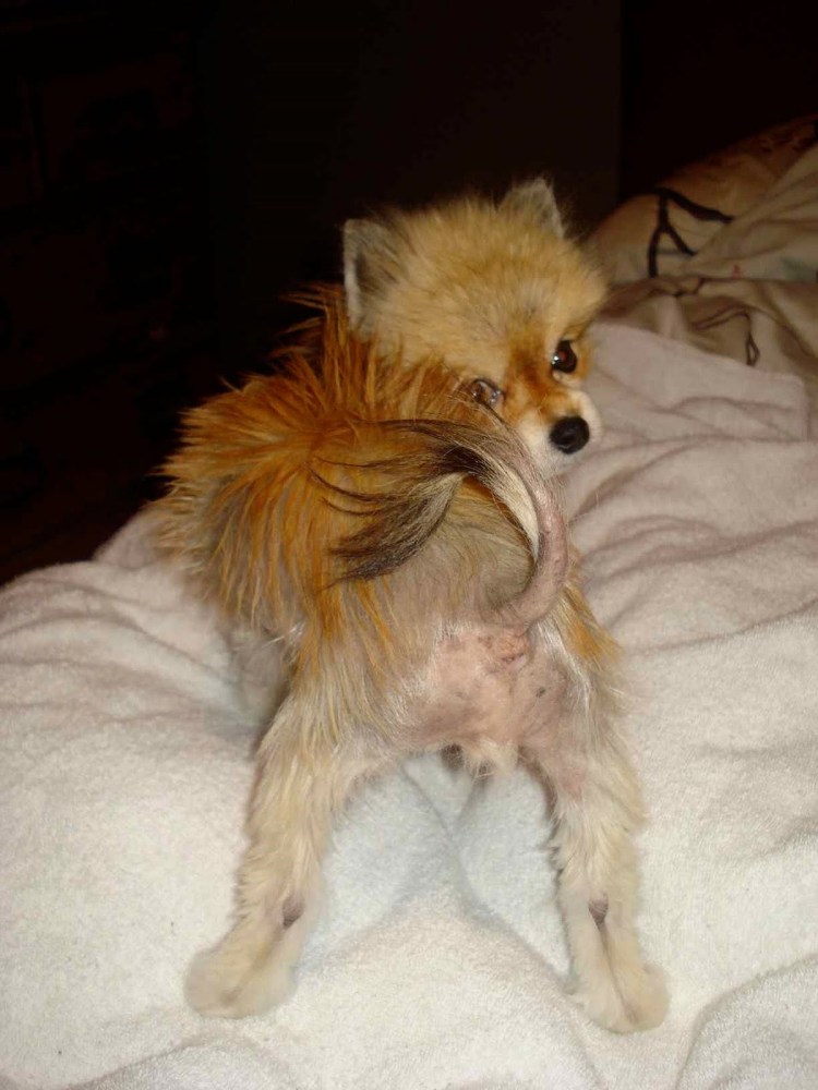 Корги с сердечком на попе