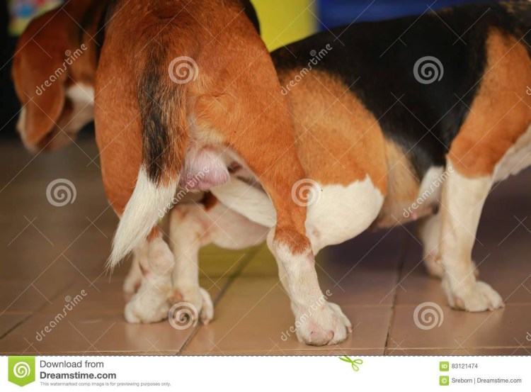 Новорождённые щенки померанского шпица