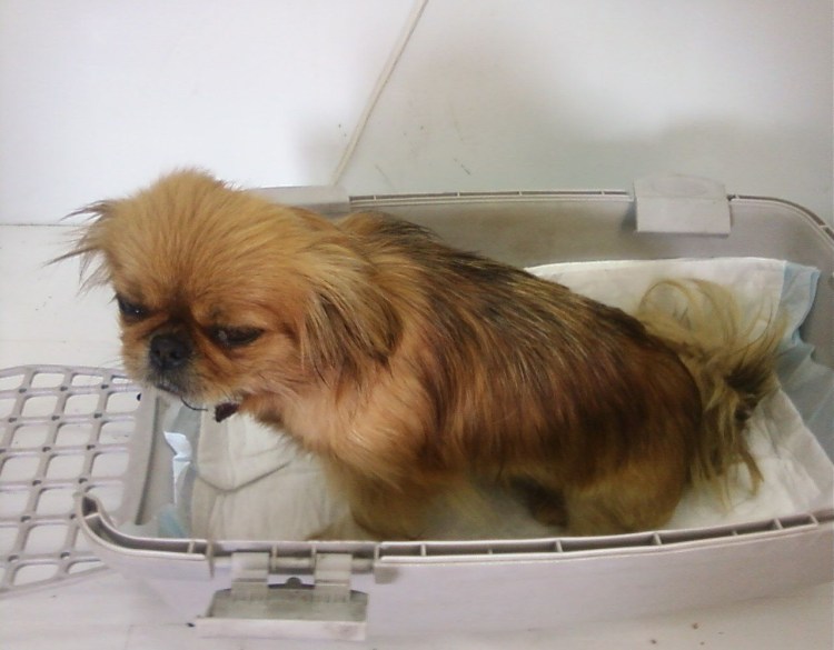 Новорожденный щенок