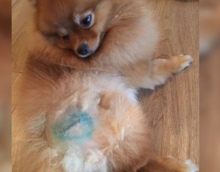 Стронгхолд для собак дозы