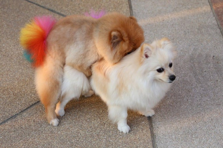 Родословная померанского шпица