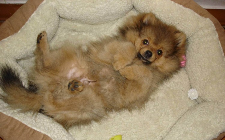 Вес немецкого шпица в 6 месяцев