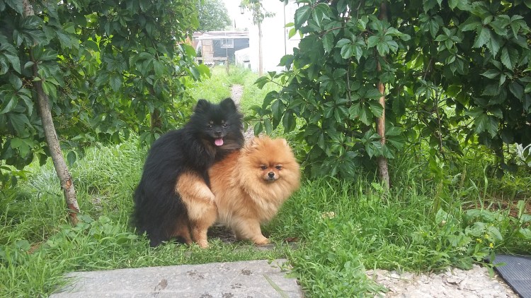 Померанский шпиц стандарт породы