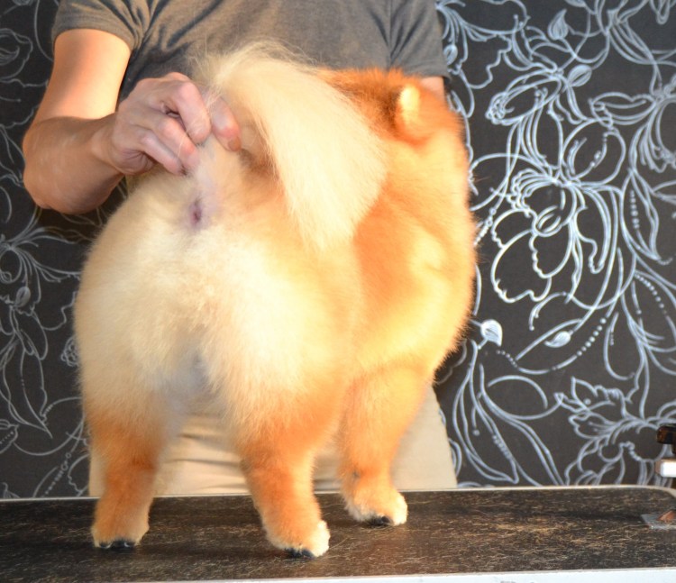 Щенки шпица только родившиеся