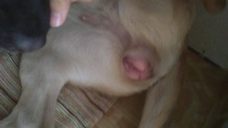 Вычесали шпица