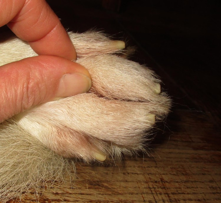 Шпиц немецкий померанский стандарт породы