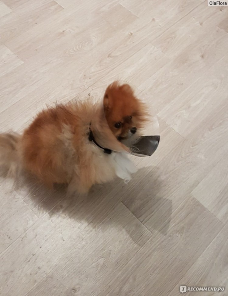 Животик померанского шпица