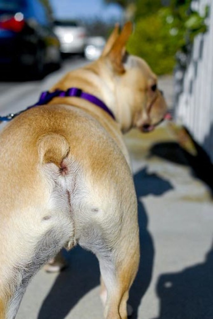 Рассказ о шпице