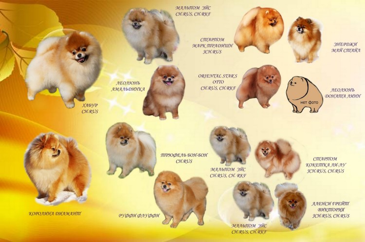 Щенки шпица с мамой