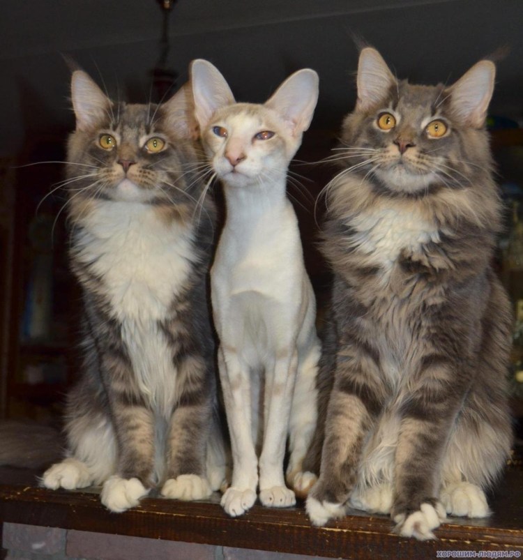 Bajuncat..питомник Мейн кунов