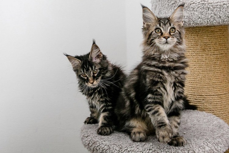 Котята метисы Мейн куна