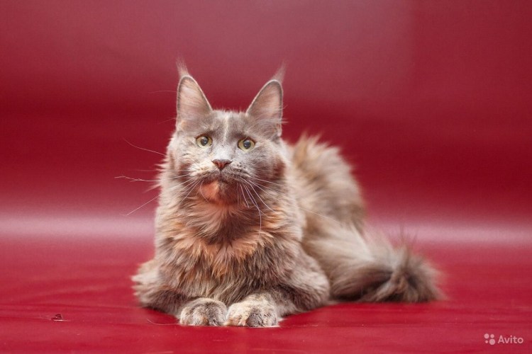 Длинношерстный Ориентал