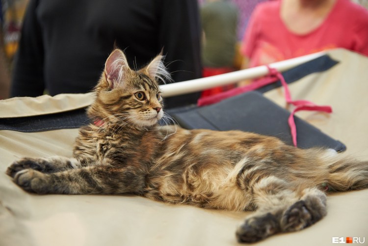 Питомник Лирикум Мейн кун