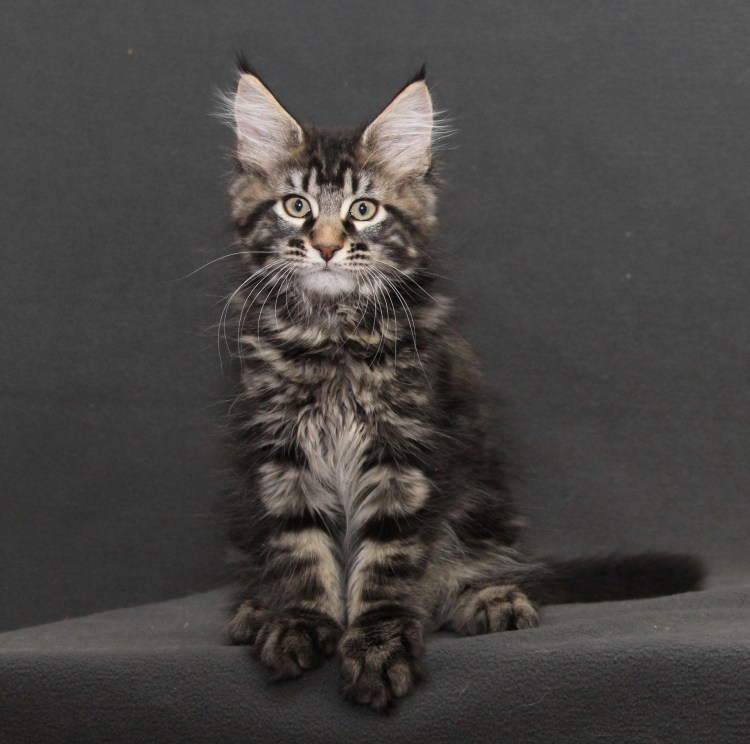 Котята Мейн кун метисы