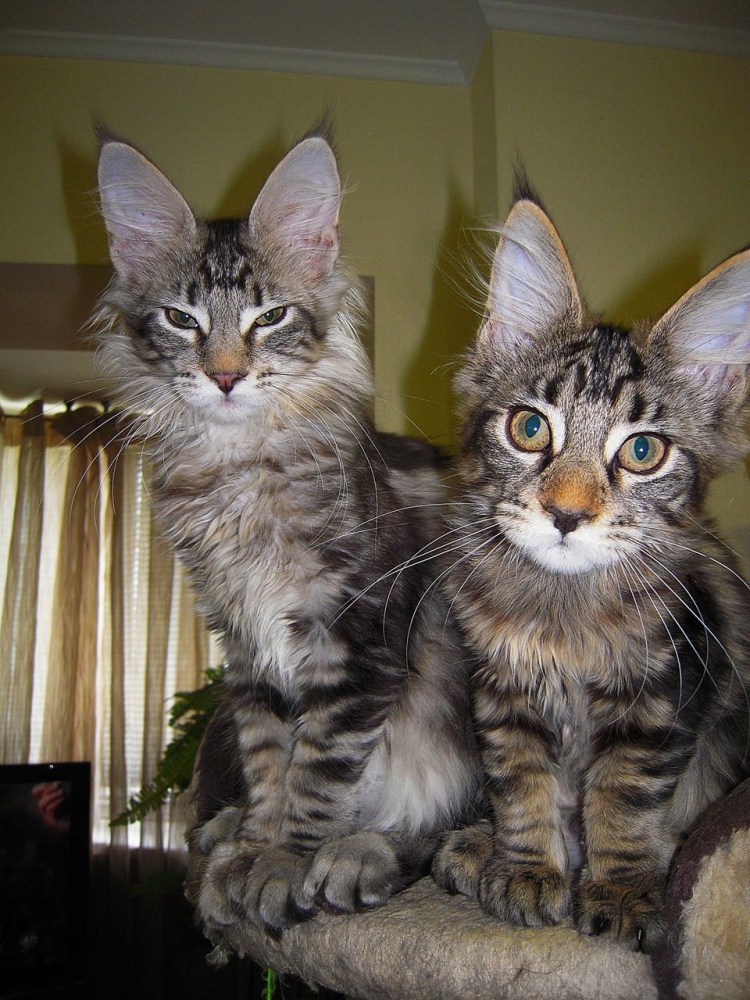 Мейн кун ориентальный