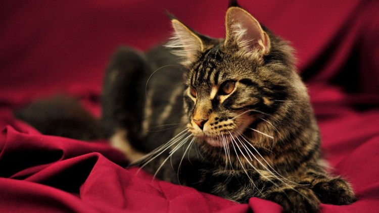 Сервал Саванна ф1