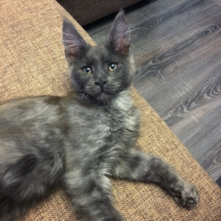 Котенок Мейн куна короткошерстная