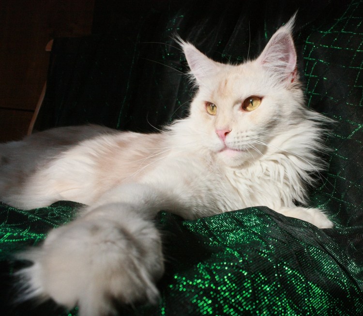 Мейн кун девочка