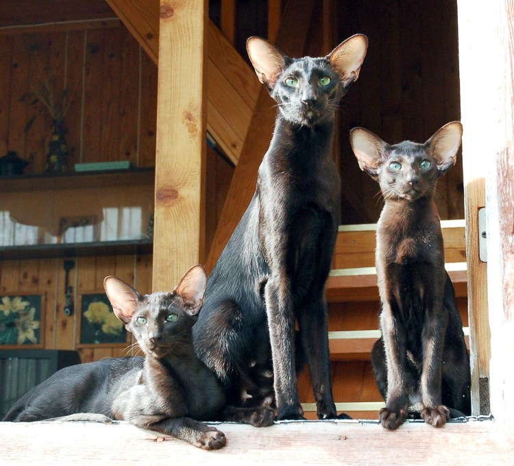 Ориентал и Мейн кун метис