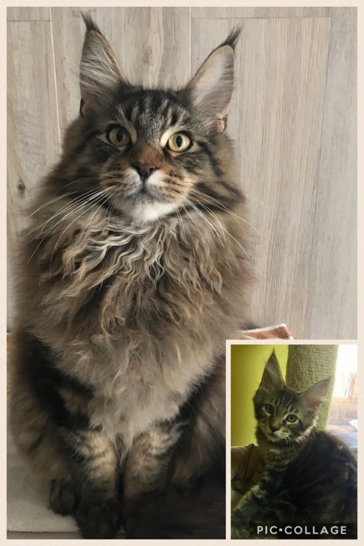 Мейн кун обычный