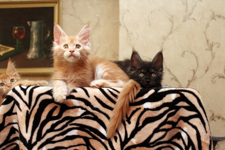 Породистые кошки и их названия Мейн кун