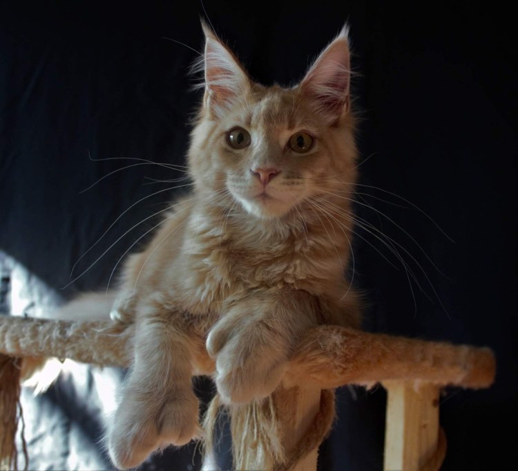 Черный мраморный Мейн кун