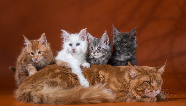 Котенок метис черного Мейн куна 1 месяц