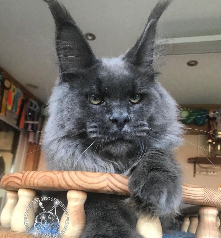 Манчкин Мейн кун помесь