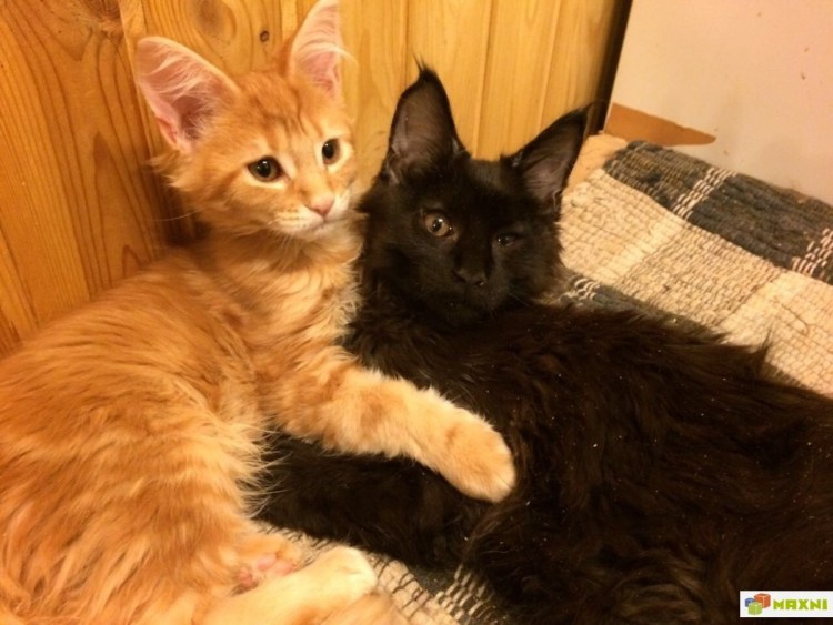 Мейн кун ориентальный