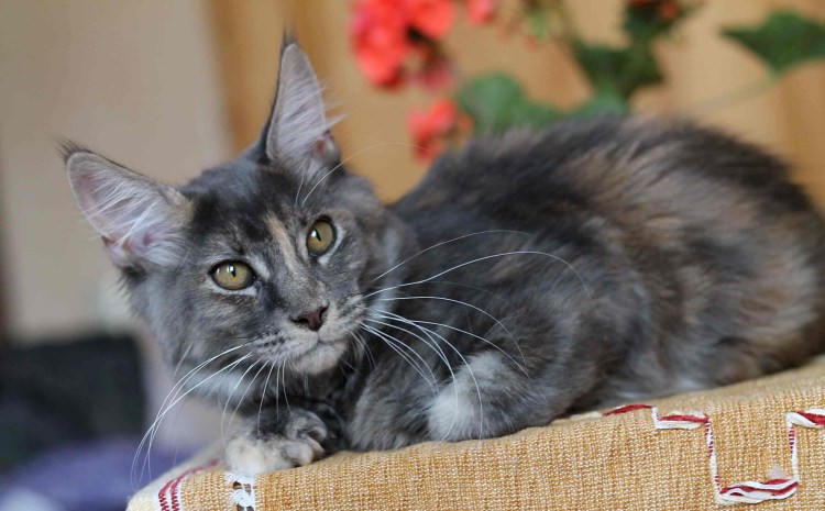 Ориентальная кошка и Мейн кун