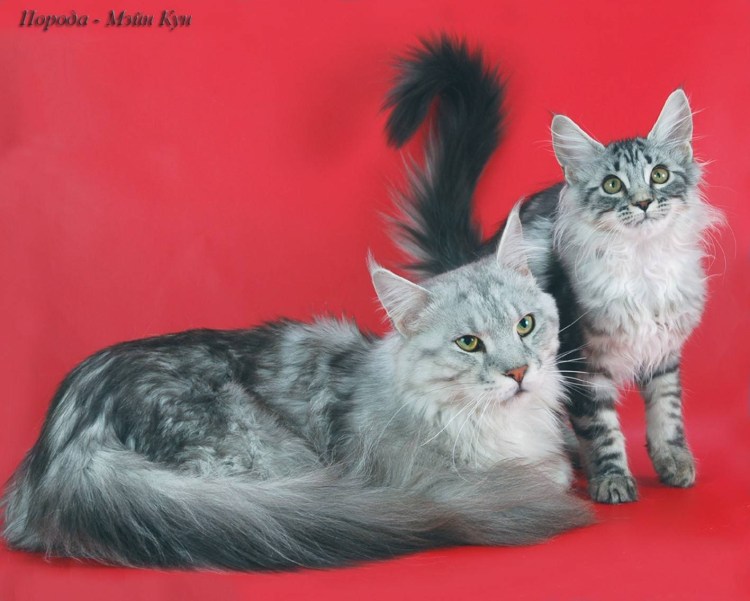 Бомбейский сиамский кот