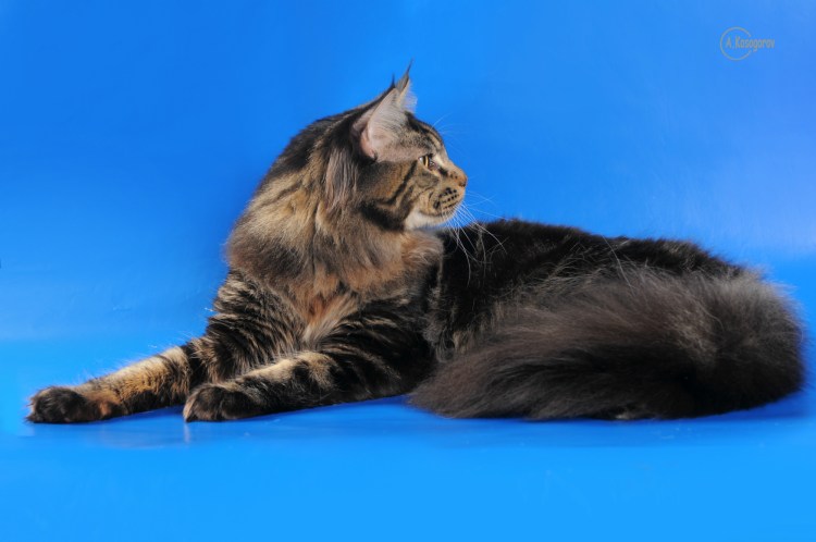 Рысь и Мейн кун