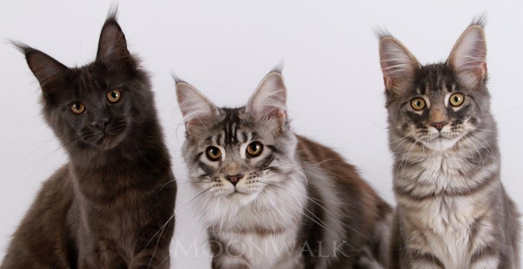 Мейн кун Браун табби