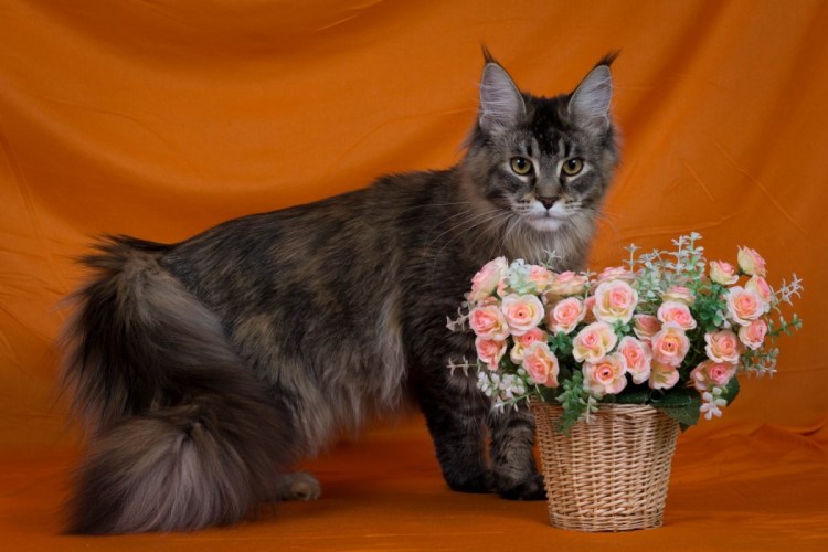 Мейн кун и собака