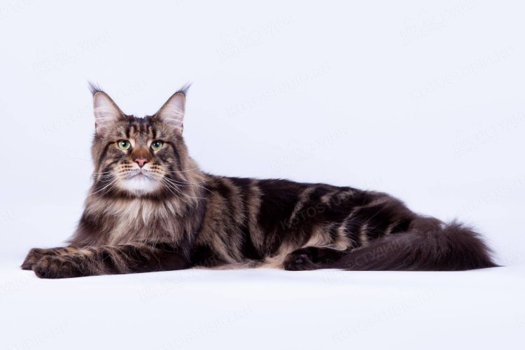 Полосатый кот Мейн кун