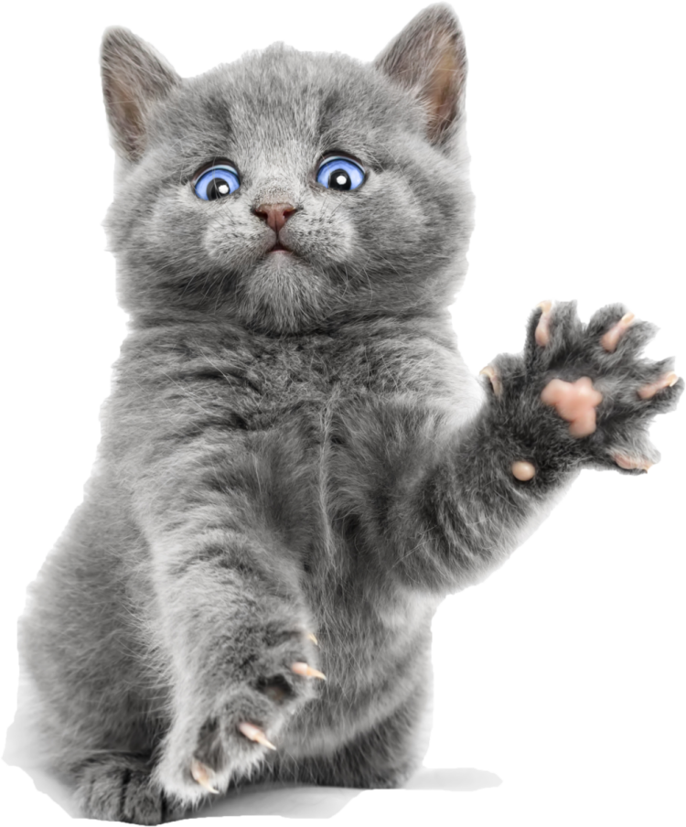 Кошка на прозрачном фоне